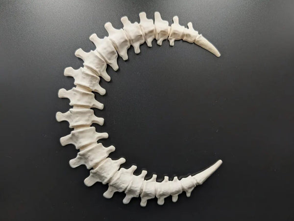 Crescent Moon Wall Art 3D Printed Spine Bone White Gothic Home Decor 9.6 in